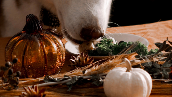 Delicious Thanksgiving Dog Treats