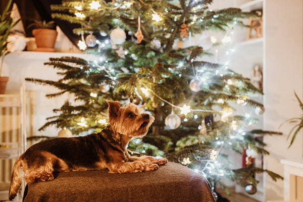 Christmas Decor for the Furry Ones in Your Home