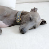 dog-collar-branni-moni-collars-grey-leather-gold-detail-lifestyle-image-on-italian-greyhound-neck-sleeping-the-worthy-bone
