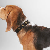 dog-collar-branni-star-collars-black-leather-gold-detail-lifestyle-detail-image-beagle-dog-wearing-on-neck-side-view-the-worthy-bone