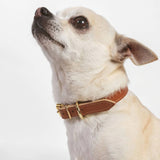 Toy Dog Collar