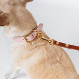 Toy Dog Collar