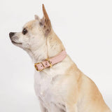 Toy Dog Collar