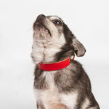 Toy Dog Collar