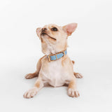Toy Dog Collar