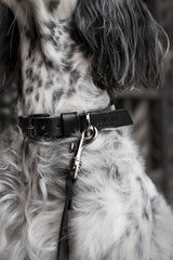 dog-collar-labbvenn-kollu-black-leather-silver-buckle-lifestyle-detail-image-attached-to-leash-the-worthy-bone