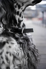 dog-collar-labbvenn-kollu-black-leather-silver-buckle-lifestyle-detail-image-logo-the-worthy-bone