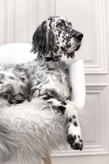 dog-collar-labbvenn-kollu-black-leather-silver-buckle-lifestyle-image-sitting-the-worthy-bone