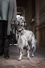 dog-leash-labbvenn-lussa-black-leather-silver-stainless-steel-lifestyle-image-collar-attached-on-dog-walking-the-worthy-bone