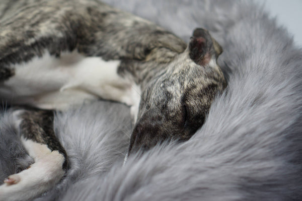 labbvenn-fora-silver-dog-blanket-lifestyle-image-dog-sleeping-closeup-the-worthy-bone