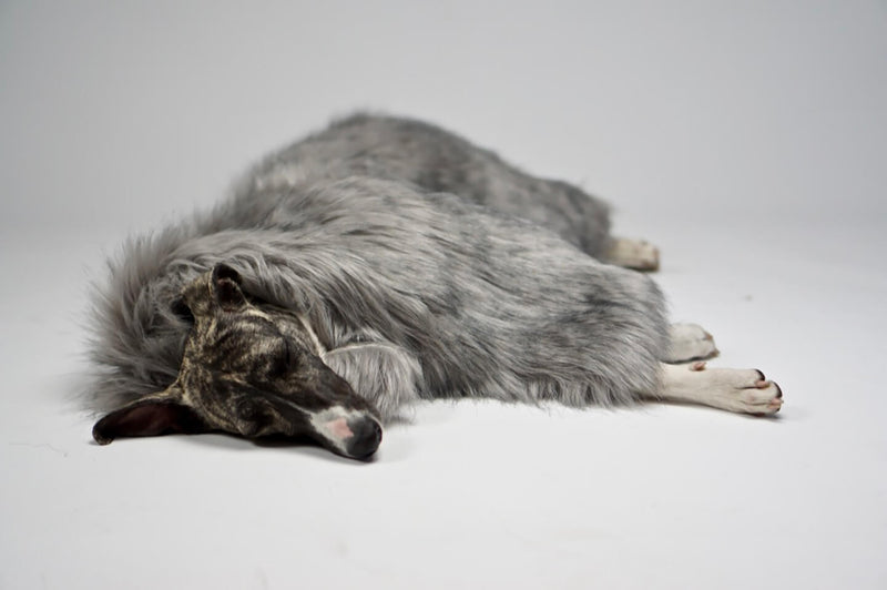 labbvenn-fora-silver-dog-blanket-lifestyle-image-dog-sleeping-the-worthy-bone