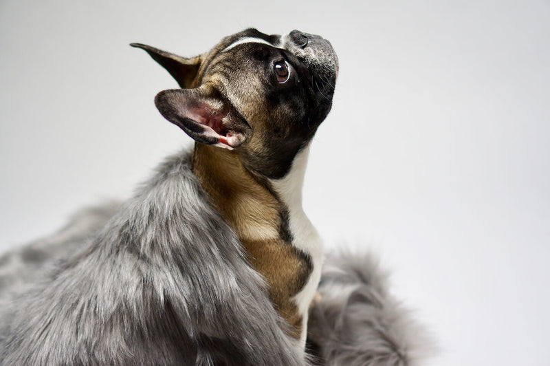 labbvenn-fora-silver-dog-blanket-lifestyle-image-frenchie-french-bulldog-sitting-closeup-the-worthy-bone