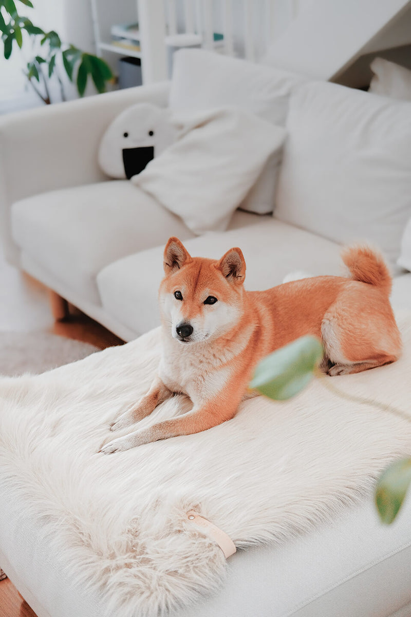 labbvenn-fora-white-dog-blanket-lifestyle-image-shiba-inu-laying-the-worthy-bone