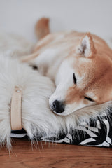 labbvenn-fora-white-dog-blanket-lifestyle-image-shiba-inu-sleeping-the-worthy-bone
