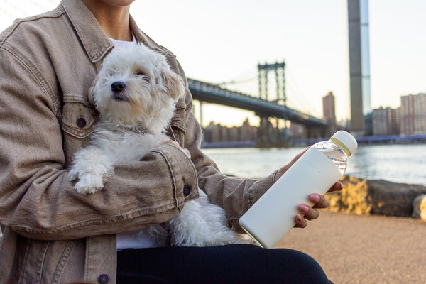 Stella's Guide to Dog Water Bottles