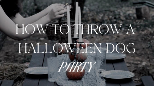 How to Throw a Spooktacular Halloween Dog Pawty