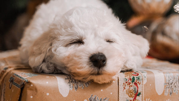 Splurge-Worthy Gifts for Your Dog
