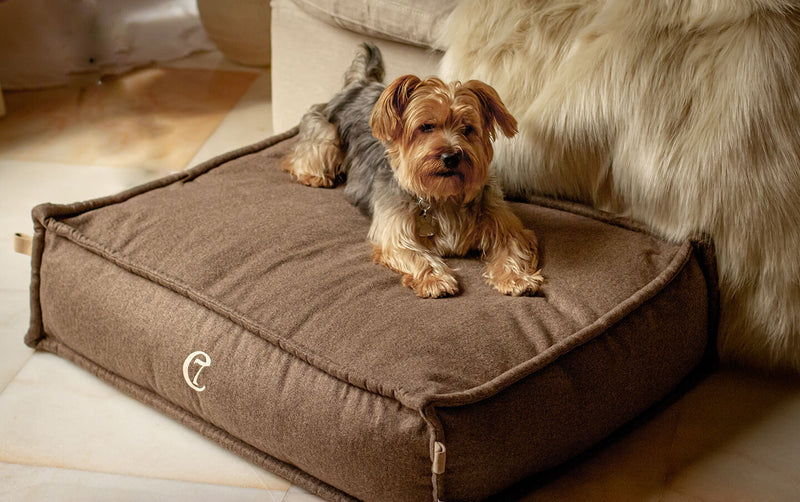 dog-bed-cloud7-cozy-fishbone-beds-natural-brown-size-m-medium-lifestyle-image-with-dog-laying-the-worthy-bone