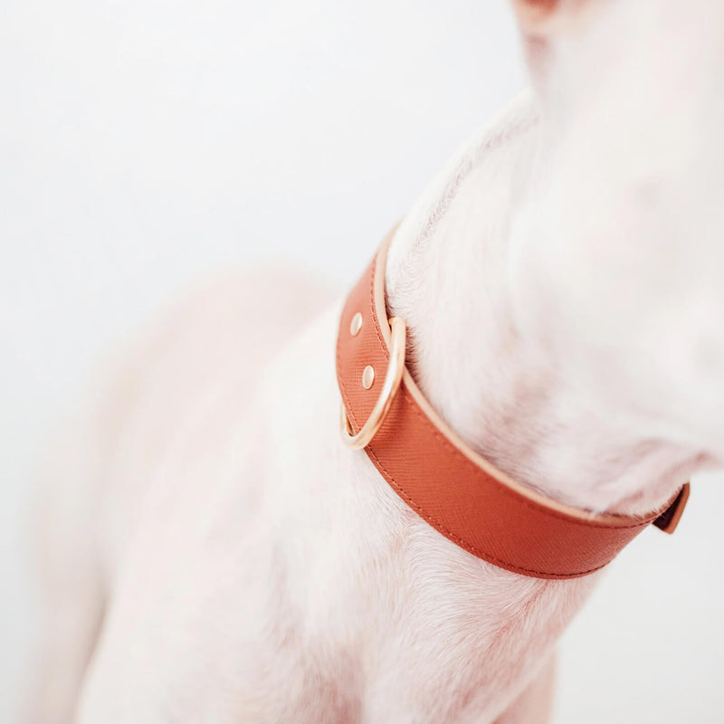 dog-collar-branni-moni-collars-cognac-leather-gold-detail-lifestyle-image-dog-wearing-on-neck-the-worthy-bone