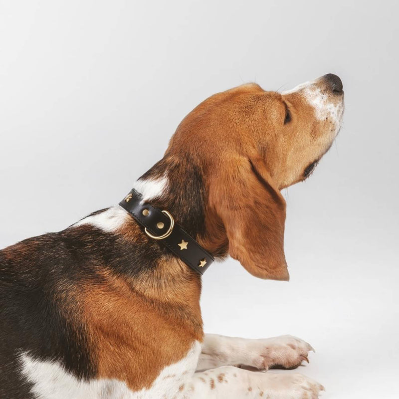dog-collar-branni-star-collars-black-leather-gold-detail-lifestyle-detail-image-beagle-dog-wearing-on-neck-back-the-worthy-bone