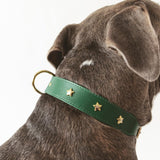 dog-collar-branni-star-collars-green-leather-gold-detail-lifestyle-image-dog-wearing-on-neck-back-the-worthy-bone