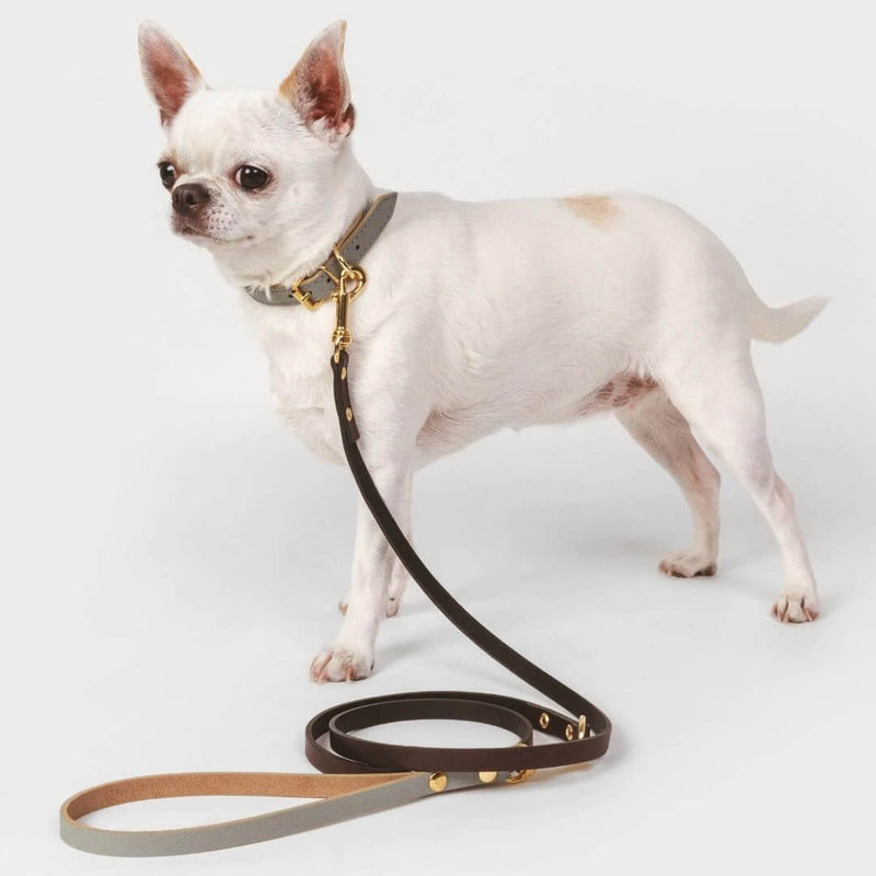 Toy Dog Collar