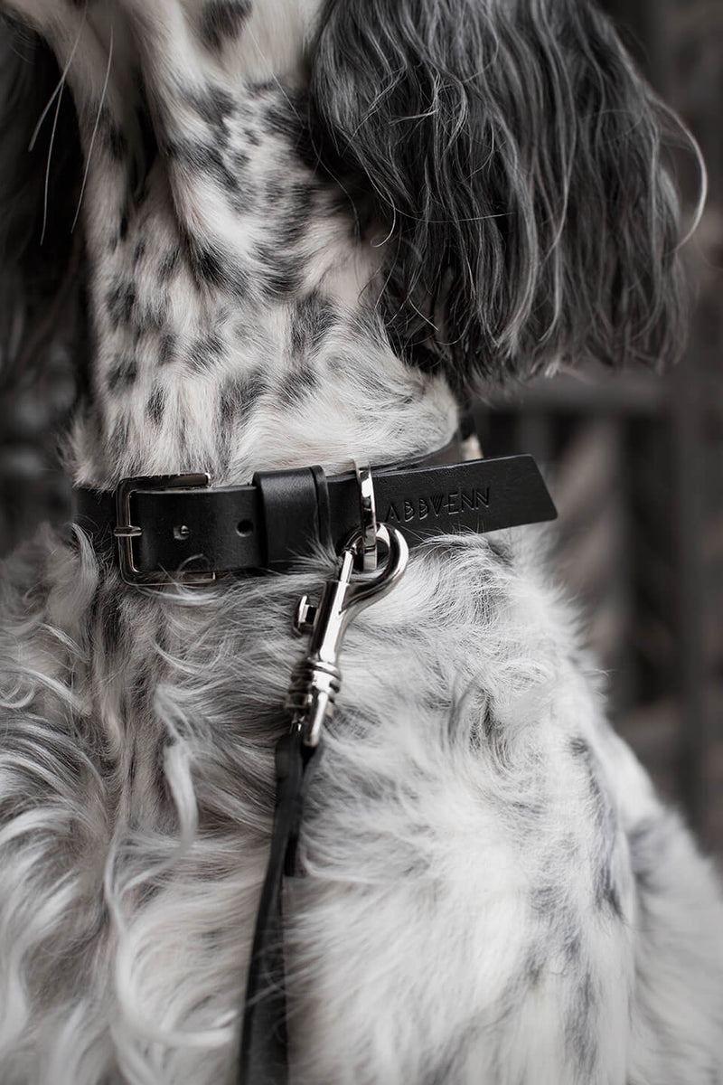    dog-collar-labbvenn-kollu-black-leather-silver-buckle-lifestyle-detail-image-attached-to-leash-the-worthy-bone