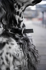    dog-collar-labbvenn-kollu-black-leather-silver-buckle-lifestyle-detail-image-logo-the-worthy-bone