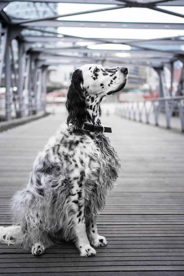 dog-collar-labbvenn-kollu-black-leather-silver-buckle-lifestyle-image-sitting-outdoors-the-worthy-bone