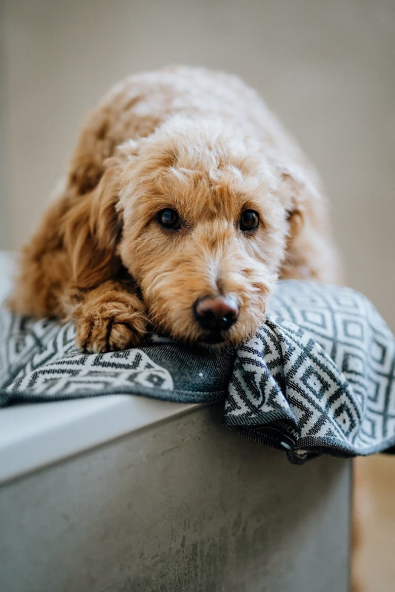 dog-towel-labbvenn-linaa-lifestyle-image-laying-down-the-worthy-bone