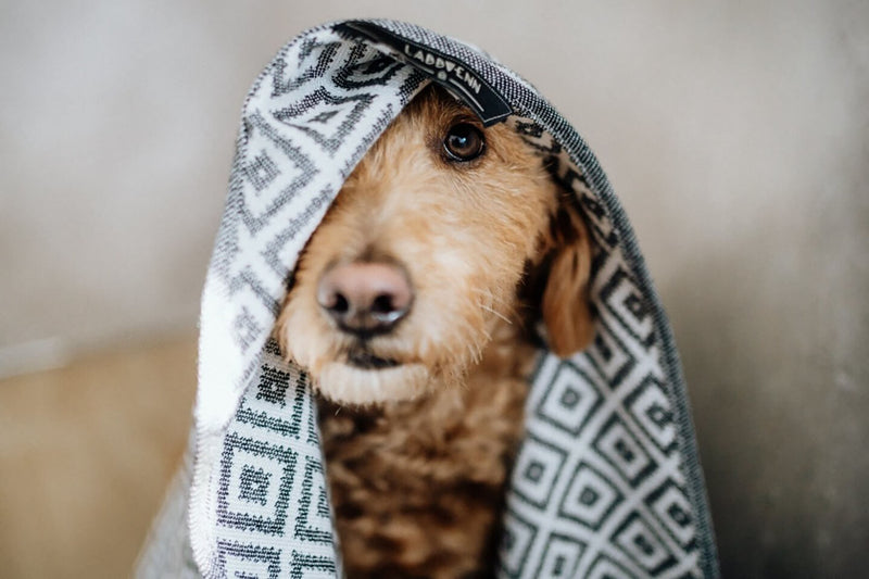 dog-towel-labbvenn-linaa-lifestyle-image-overhead-hood-the-worthy-bone