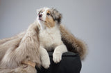 labbvenn-fora-cappuccino-dog-blanket-lifestyle-image-looking-up-the-worthy-bone