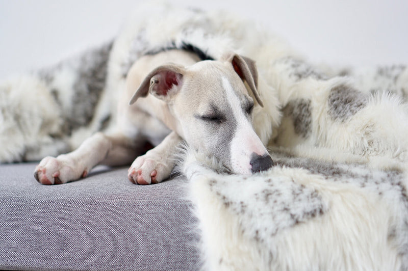 labbvenn-tosse-dog-blanket-lifestyle-image-laying-in-bed-the-worthy-bone